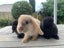 Pure Breed Mini Lop Bunnys Carousel 14