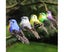 12Pcs Colorful Handmade Artificial Simulated Bird Home Garden Wedding Decora Carousel 2