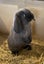 Baby Rabbits Carousel 16