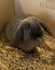 Baby Rabbits Carousel 17