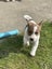 jack russel pups Carousel 1