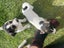 jack russel pups Carousel 2