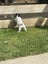 jack russel pups Carousel 3