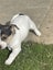 jack russel pups Carousel 4