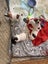 jack russel pups Carousel 5