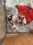 jack russel pups Carousel 6