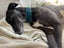 Amie Kay the Greyhound Detective Dancer and Sweetheart Carousel 11