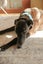 Amie Kay the Greyhound Detective Dancer and Sweetheart Carousel 12