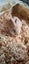 Flemish Giant kits available Carousel 2
