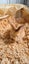 Flemish Giant kits available Carousel 3