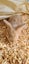 Flemish Giant kits available Carousel 4