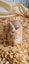 Flemish Giant kits available Carousel 5