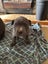Puppies American amstaf Carousel 8