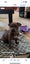 Puppies American amstaf Carousel 11