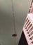 Strong timber Single loft bed - Pickup Kumeu or delivery for extra F Carousel 6
