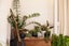 gallery view thumbnail