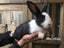 Flemish Giant Rabbits Carousel 1