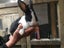 Flemish Giant Rabbits Carousel 3