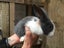 Flemish Giant Rabbits Carousel 5