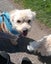 Louie - 9 years, Good with Other Dogs, Cats and Children Carousel 3