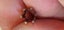 18ct White Gold 6-Claw Setting Head – 0.52g Carousel 3