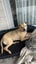 Dog Carousel 3