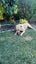 Dog Carousel 5