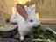 NZ White Rabbits Carousel 3