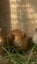 Young Guinea pigs - male Carousel 2