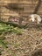 Young Guinea pigs - male Carousel 4