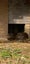Young Guinea pigs - male Carousel 5