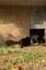 Young Guinea pigs - male Carousel 6