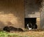 Young Guinea pigs - male Carousel 7