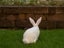 Purebred Standard Rex Rabbits Carousel 15