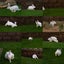 Purebred Standard Rex Rabbits Carousel 16