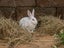 Purebred Standard Rex Rabbits Carousel 2
