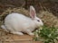 Purebred Standard Rex Rabbits Carousel 4