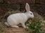 Purebred Standard Rex Rabbits Carousel 3