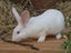 Purebred Standard Rex Rabbits Carousel 5