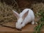 Purebred Standard Rex Rabbits Carousel 10