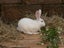 Purebred Standard Rex Rabbits Carousel 9
