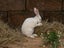 Purebred Standard Rex Rabbits Carousel 8
