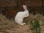 Purebred Standard Rex Rabbits Carousel 7
