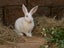 Purebred Standard Rex Rabbits Carousel 1