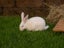 Purebred Standard Rex Rabbits Carousel 11