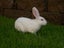 Purebred Standard Rex Rabbits Carousel 13