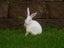 Purebred Standard Rex Rabbits Carousel 14