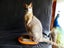 taxidermied wallaby Carousel 1
