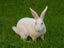 Purebred Standard Rex Rabbits Carousel 12