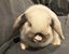Minilop Rabbits Tauranga Carousel 3